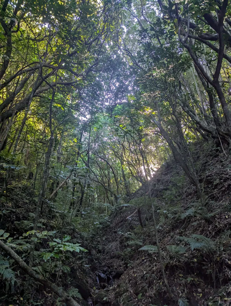 森林徒步